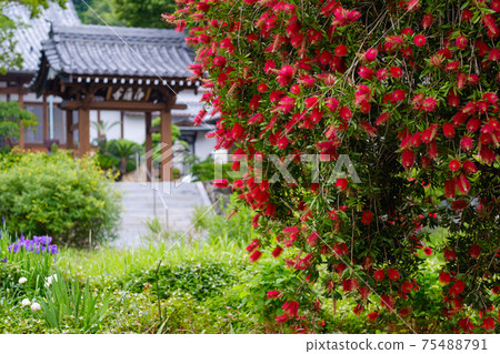 Callistemon speciosus and temple Callistemon speciosus and temple 75488791
