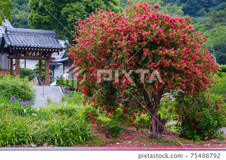 Callistemon speciosus and temple 75488792