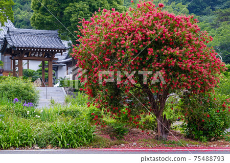 Callistemon speciosus and temple Callistemon speciosus and temple 75488793