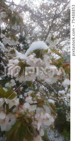 櫻花和雪 櫻花和雪 75488853