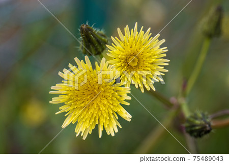 Dandelion Dandelion 75489043