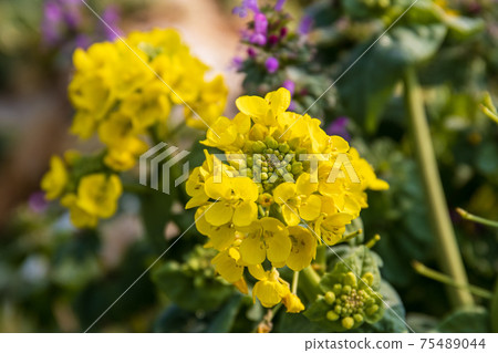 Rape blossoms Rape blossoms 75489044
