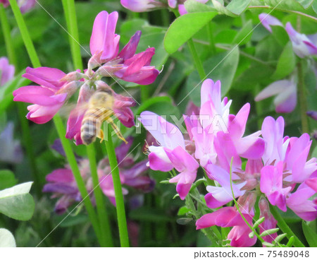 Rengesou Rengesou 75489048