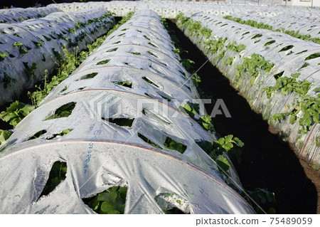 Forced cultivation 75489059
