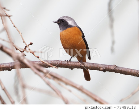 公園裡的達里安·雷德斯塔克(Daurian Redstart) 公園裡的達里安·雷德斯塔克(Daurian Redstart) 75489118