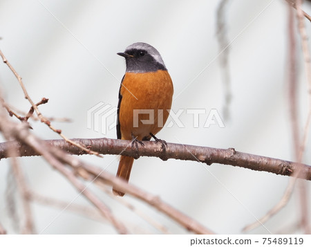 公園裡的達里安·雷德斯塔克(Daurian Redstart) 公園裡的達里安·雷德斯塔克(Daurian Redstart) 75489119