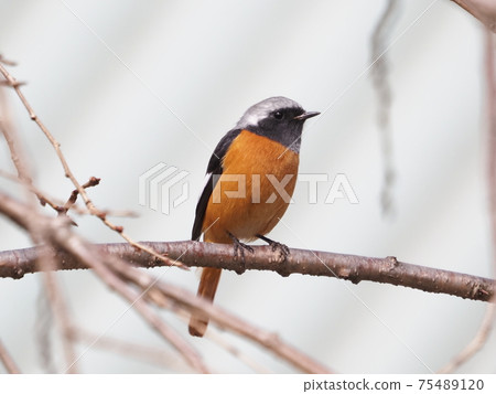 公園裡的達里安·雷德斯塔克(Daurian Redstart) 公園裡的達里安·雷德斯塔克(Daurian Redstart) 75489120
