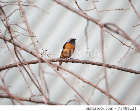 公園裡的達里安·雷德斯塔克(Daurian Redstart) 公園裡的達里安·雷德斯塔克(Daurian Redstart) 75489121