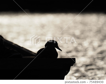 Silhouette of a duck standing on a wooden boat Silhouette of a duck standing on a wooden boat 75489430