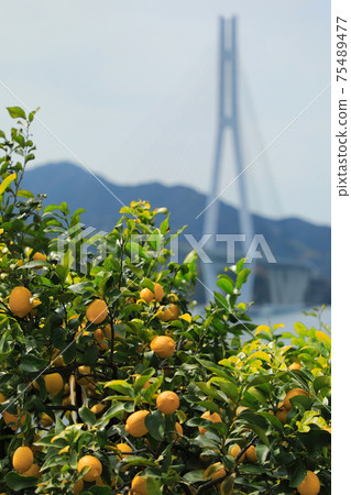 Setoda Lemon and Tatara Bridge (Onomichi City, Hiroshima Prefecture, Japan) 75489477