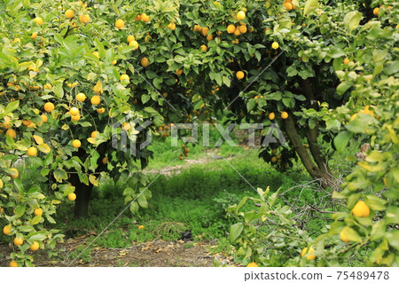 Lemon Tunnel in Setoda (Onomichi City, Hiroshima Prefecture, Japan) 75489478