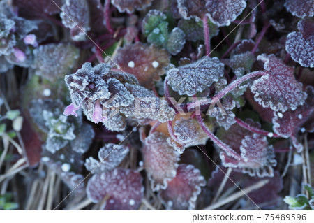 落在草地上的霜 75489596