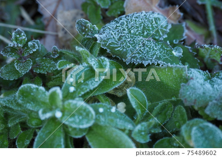 Grass frost Grass frost 75489602