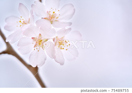 Beautifully blooming Edo Higan cherry blossoms 75489755