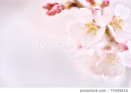 Beautifully blooming Edo Higan cherry blossoms Beautifully blooming Edo Higan cherry blossoms 75489818