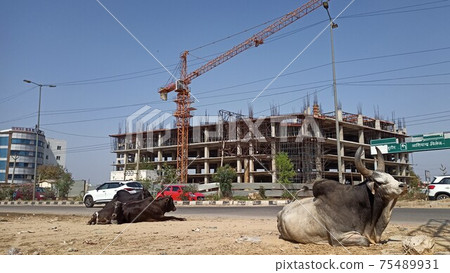 Indian building and cow under construction 75489931