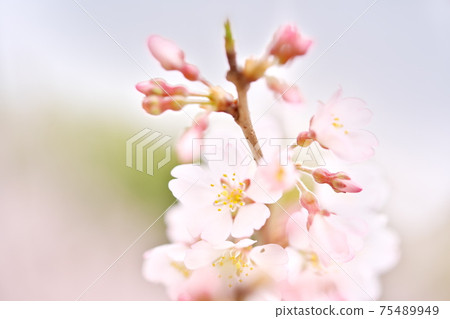 Beautifully blooming Edo Higan cherry blossoms Beautifully blooming Edo Higan cherry blossoms 75489949