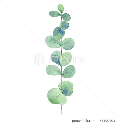 Watercolor eucalypt branch 75490103
