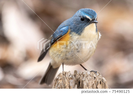 Ruribitaki male 75490125