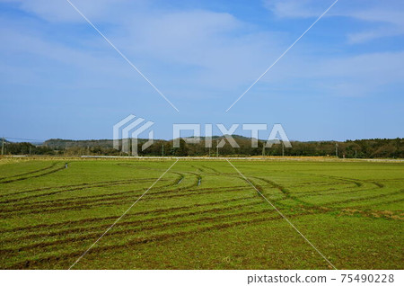 A lot of scenery after the tractor has passed 75490228