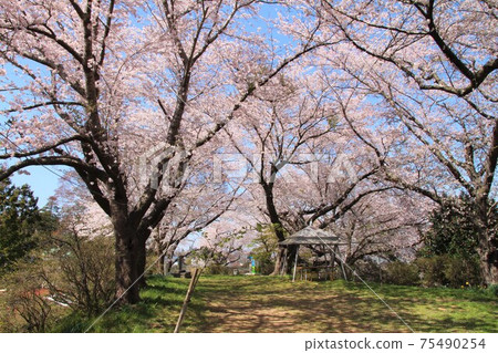 Sakura in Nango Town, Juosan Park (Misato Town, Miyagi Prefecture) Sakura in Nango Town, Juosan Park (Misato Town, Miyagi Prefecture) 75490254