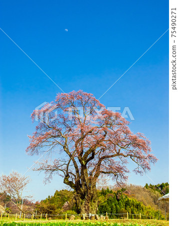 Large cherry blossoms in Shionosaki (vertical) 75490271
