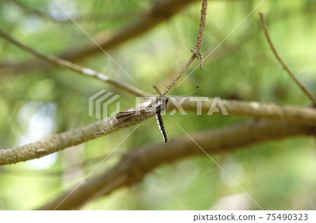 Melonized dragonfly Melonized dragonfly 75490323