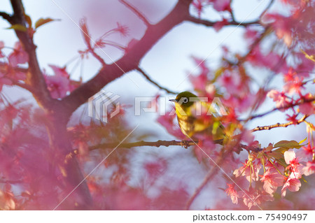 Sakura and Japanese white-eye (February 2021) 75490497