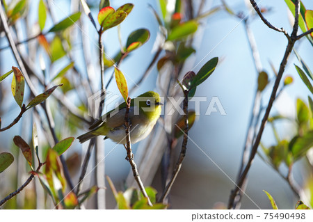 Sakura and Japanese white-eye (February 2021) Sakura and Japanese white-eye (February 2021) 75490498