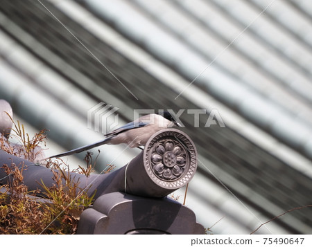 Temple onaga 75490647