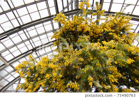 含羞草在溫室中盛開 75490763