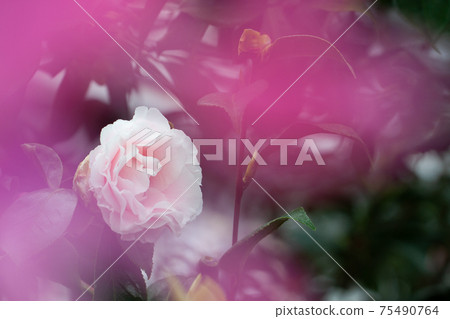 一朵山茶花山茶花 75490764