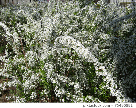 Spiraea thunbergii flowers with small white flowers blooming over the weeping branches 75490891