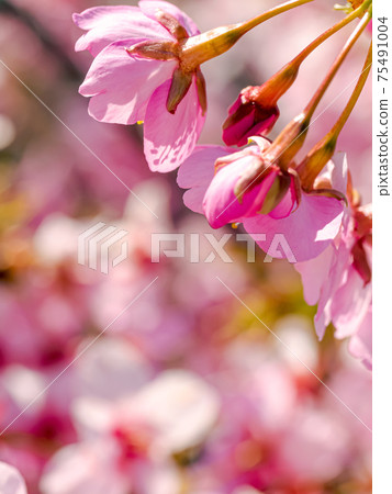 [早春/早盛開的櫻花]河津櫻花 75491004