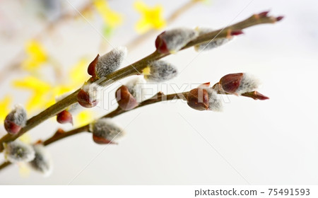 Pussy willow buds Pussy willow buds 75491593