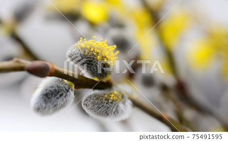 Pussy willow buds Pussy willow buds 75491595