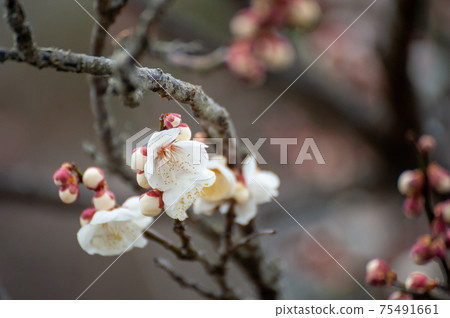 Winter solstice plum Winter solstice plum 75491661