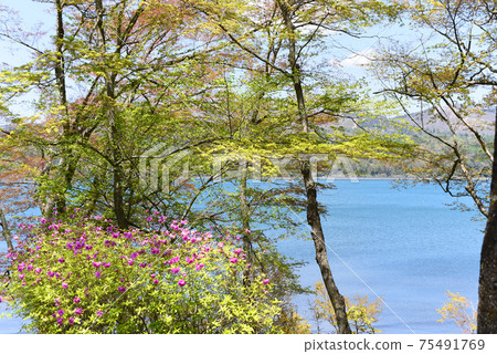 山中湖清新的綠色 山中湖清新的綠色 75491769