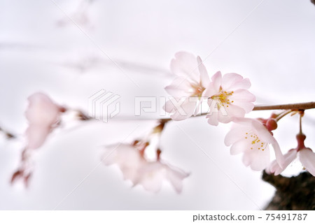 Beautifully blooming Edo Higan cherry blossoms 75491787
