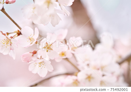 Beautifully blooming Edo Higan cherry blossoms 75492001