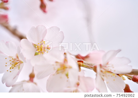 Beautifully blooming Edo Higan cherry blossoms Beautifully blooming Edo Higan cherry blossoms 75492002