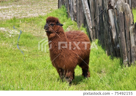 Alpaca 75492155