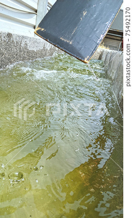 龍舟黑色木槳 75492170