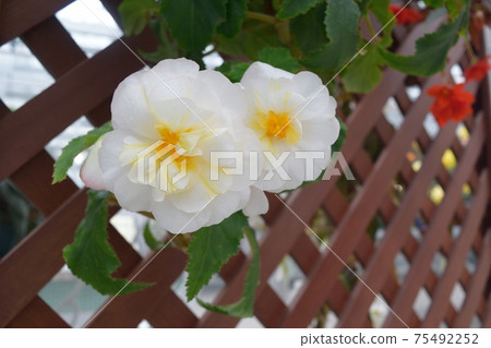 White flowers of begonia 75492252