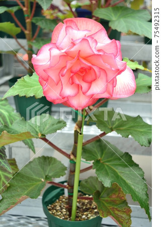 Pink begonia flower up Pink begonia flower up 75492315