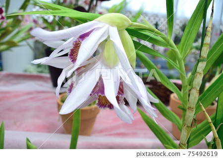 附生蘭花Tunia brimeliana白花 附生蘭花Tunia brimeliana白花 75492619