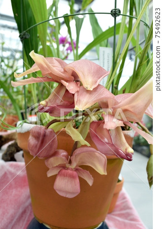 西方蘭花桶蘭花Coryanthes香蘭 西方蘭花桶蘭花Coryanthes香蘭 75492623