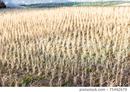 Rice field fallow field 75492679