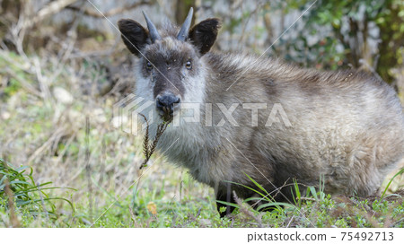 wild Japanese serow wild Japanese serow 75492713