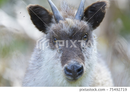 wild Japanese serow 75492719